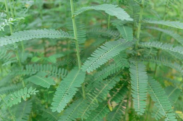 植物关于发出嗡嗡声鸟塞斯班把它磨掉塞斯班ia大花蔷薇把它磨掉