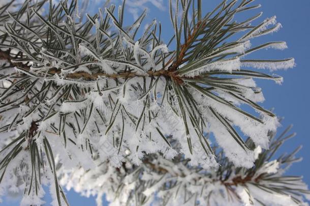 冬观念关于雪.照片为