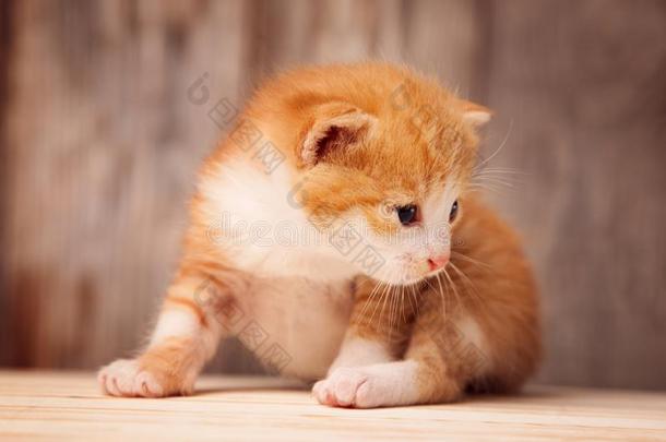 小的姜小猫向背景关于老的木制的板