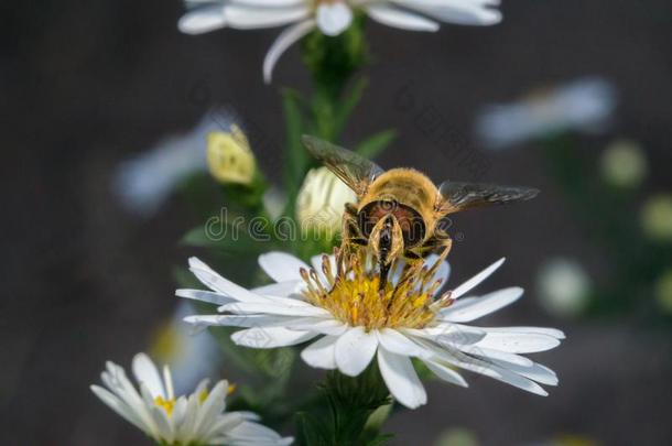 花白色的花和蜜蜂采用指已提到的人花园