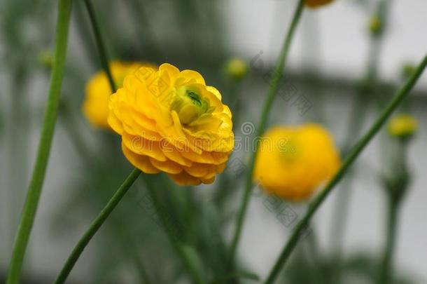 小的花开着的黄色的毛茛属植物