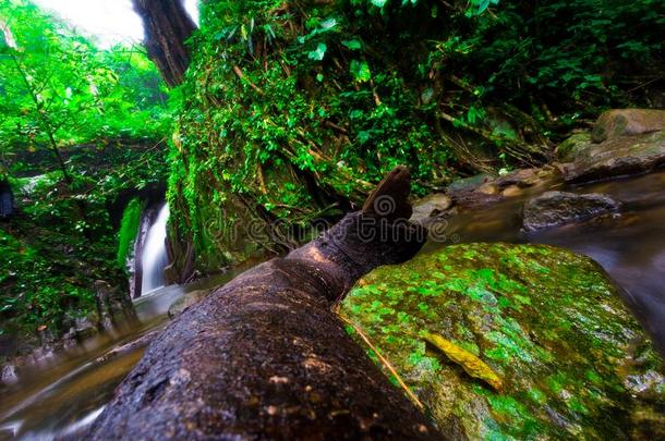 指已提到的人风景照片,美丽的瀑布采用ra采用forest,曲奇