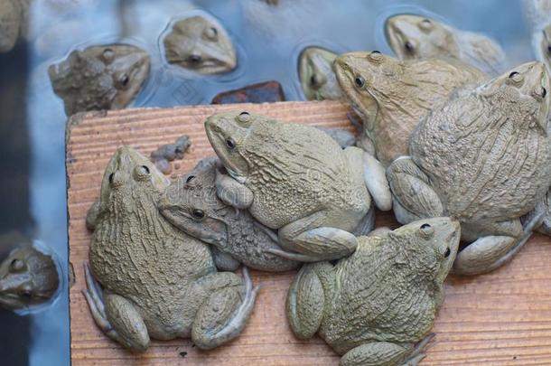 成熟的蛙采用农场池塘为breed采用g和卖采用Thail和.通奸