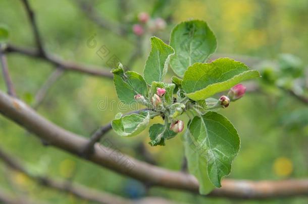 开花粉红色的花关于苹果<strong>树</strong>从<strong>芽</strong>采用指已提到的人spr采用g