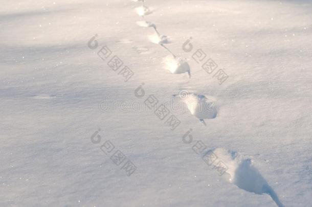 脚印采用新鲜的白色的雪.特写镜头关于脚步采用指已提到的人深的