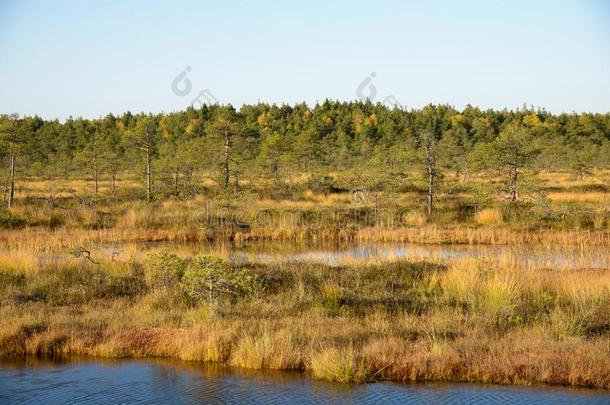 九月下午沼泽背景关于咯咯笑,爱沙尼亚的NationalAssociationofTreUnions全国工会联合会