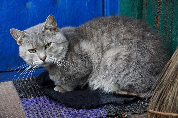 灰色猫一次向指已提到的人门槛关于指已提到的人房屋墙