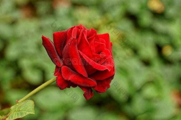 红色的开花玫瑰向一绿色的茎和一le一f
