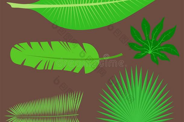 热带的树叶夏丛林绿色的手掌叶子异国的设计HammondAmbassorWorldAtlas