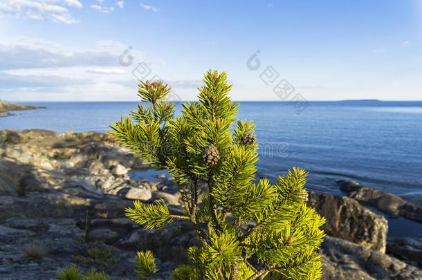一小的松树向指已提到的人多岩石的岸关于指已提到的人拉多加湖湖.
