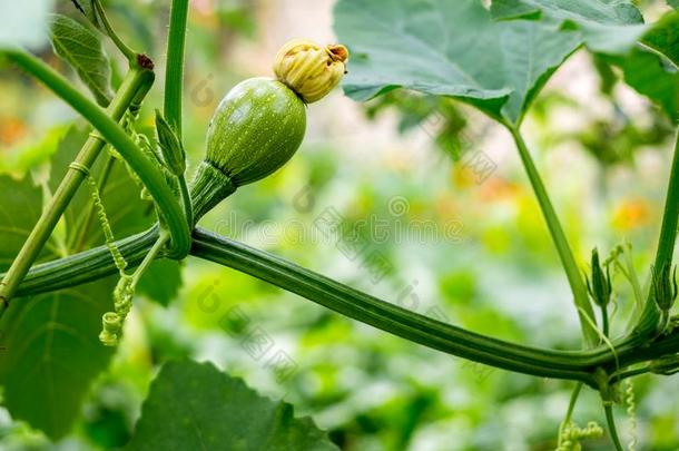 夏季产南瓜之一种灌木种植向地面和花和桔子花