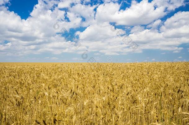 金色的夏风景-小麦田和蓝色天和云斯卡