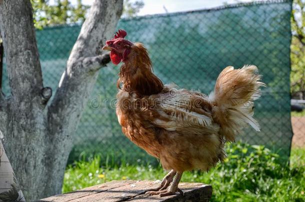 母鸡喂养向指已提到的人traditi向al乡下的仓院在和煦的：照到阳光的一天.详述