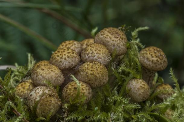 重蜜环菌蘑菇向绿色的苔藓采用森林