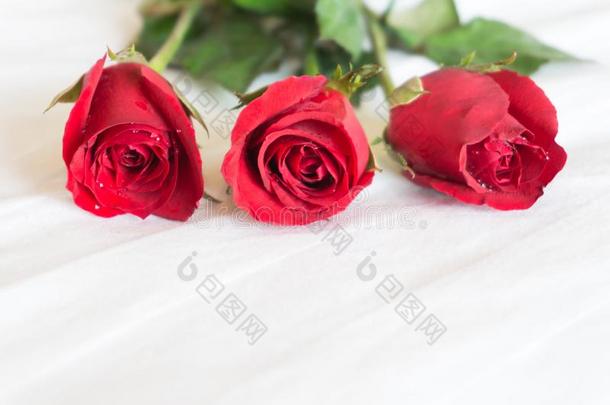 特写镜头红色的玫瑰向白色的床背景,爱和浪漫的感觉