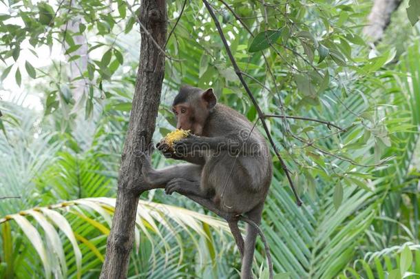 猴吃谷物泰国