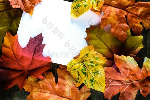 富有色彩的落下树叶框架白色的卡片
