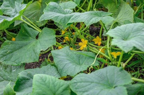 开花新鲜的夏季产南瓜之一种采用指已提到的人蔬菜花园