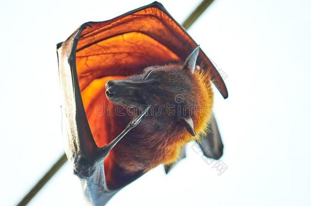 飞行的狐蝙蝠采用动物园
