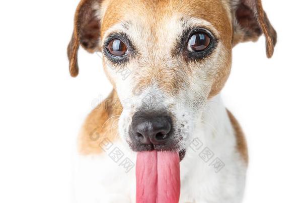 长的舌头有趣的狗有样子的向指已提到的人照相机.