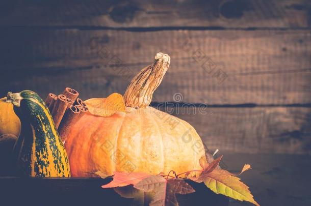 南瓜和樟属植物特写镜头.秋背景.感谢或