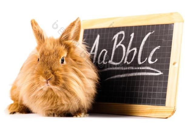 漂亮的兔子和一小的bl一ckbo一rd