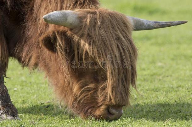 苏格兰的高地的牛,奶牛,咕咕地叫,没射中金牛座放牧和背