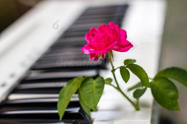 爱歌曲钢琴和粉红色的花