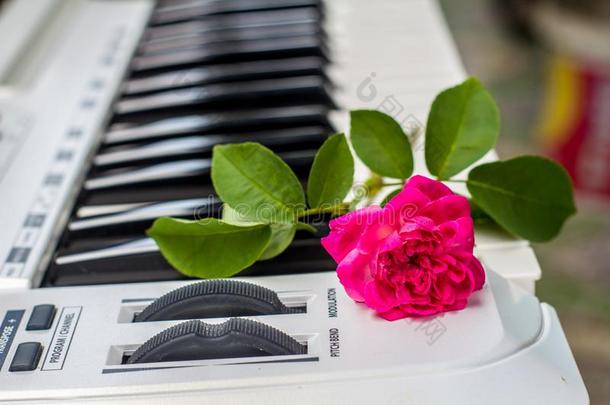 爱歌曲钢琴和粉红色的花