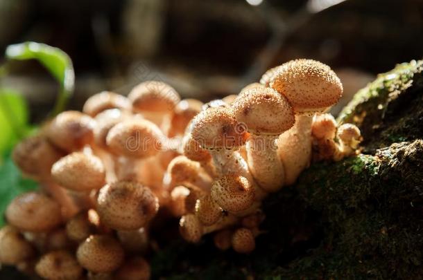 年幼的<strong>蘑菇生长</strong>的向一树