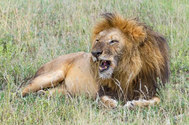 非洲的游猎-狮子和有趣的龇牙<strong>低吼</strong>采用坦桑尼亚,非洲