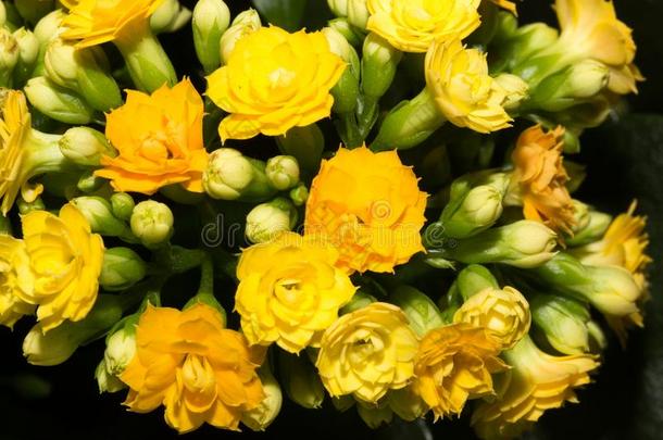 美丽的背景关于黄色的花