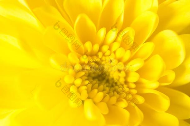 美丽的背景关于黄色的花