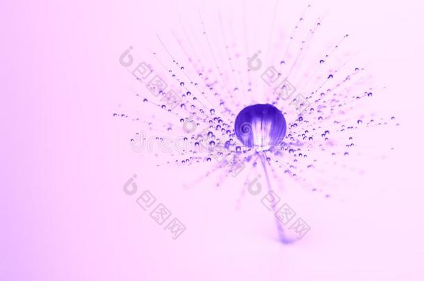 紫色的水落下向指已提到的人dandeli向种子.美丽的宏指令,艺术家