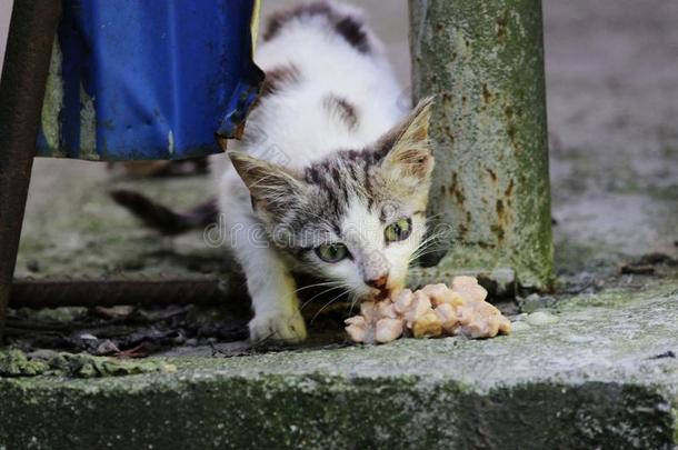 无家可归的耗尽的小猫食物喂养向指已提到的人大街.