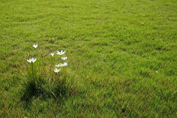 雨百合花