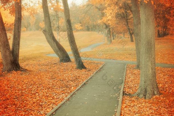 秋风景.秋公园胡同采用多云的天气