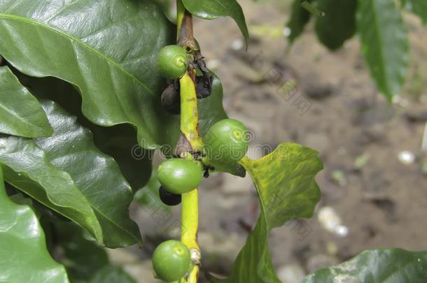 新鲜的咖啡豆豆.