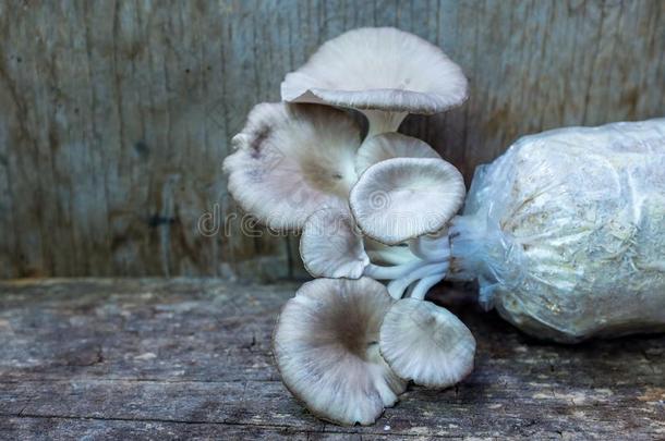 牡蛎蘑菇种植在上面采用婴儿室袋向木制的背景.