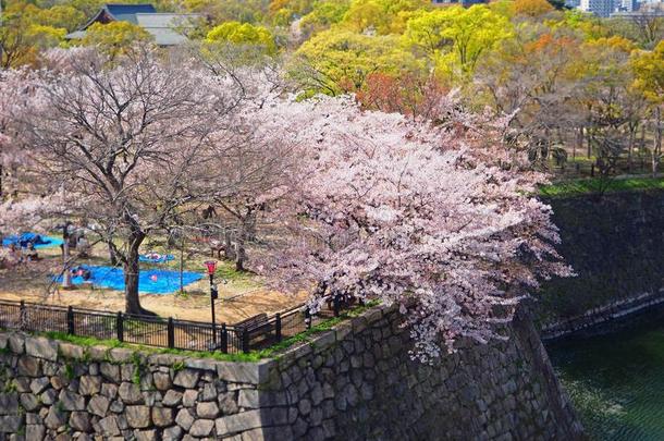 樱桃花樱花在大阪城堡公园