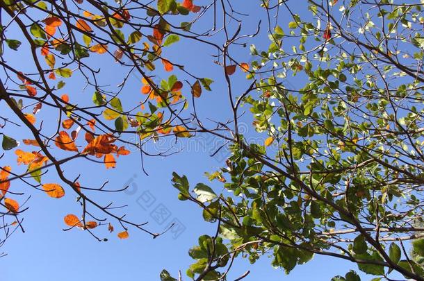 植物树叶采用秋