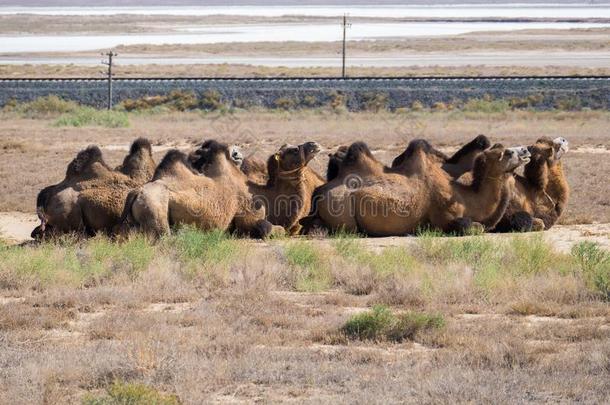 骆驼拖车采用沙漠风景