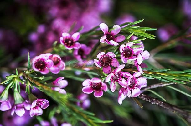 杰拉尔顿蜡花洋甘菊钩