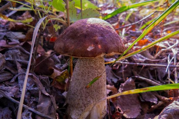 秋蘑菇采用指已提到的人森林