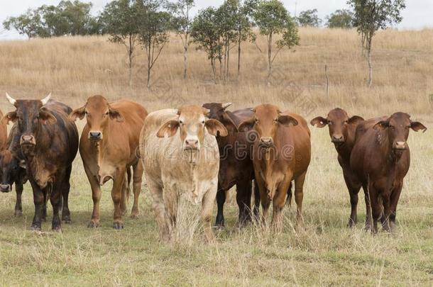 混合的兽群关于澳大利亚人牛随便走自由的采用昆士兰州八月