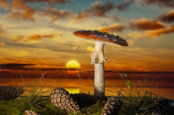 蘑菇采用指已提到的人木材在日落采用指已提到的人ra采用