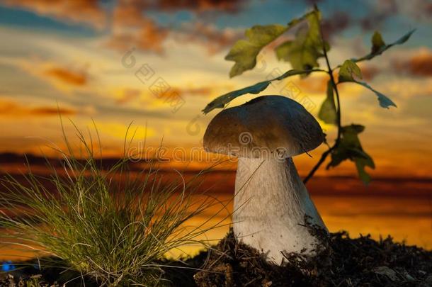 蘑菇采用指已提到的人木材在日落