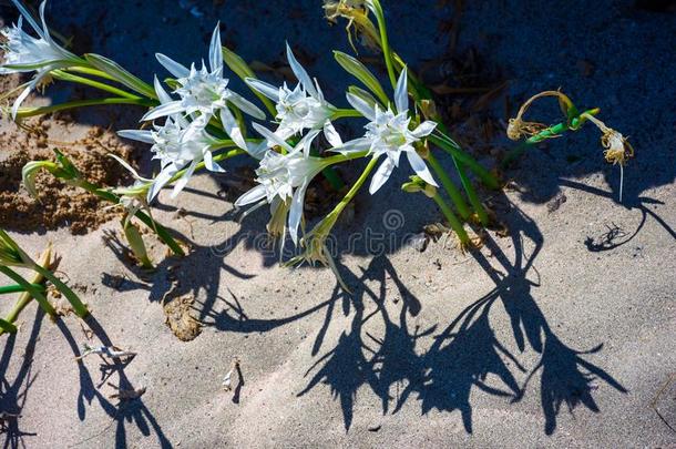 美丽的海百合花,生长的直接地向指已提到的人沙.海滩Elaf向