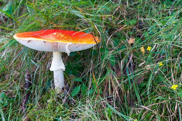 伞形毒菌有毒的蘑菇