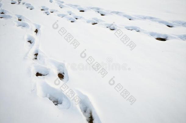 雪原和脚印